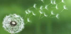 Bồ Công Anh Giải Độc Da: Bí Quyết Thanh Lọc Cơ Thể, Đánh Thức Làn Da Rạng Rỡ