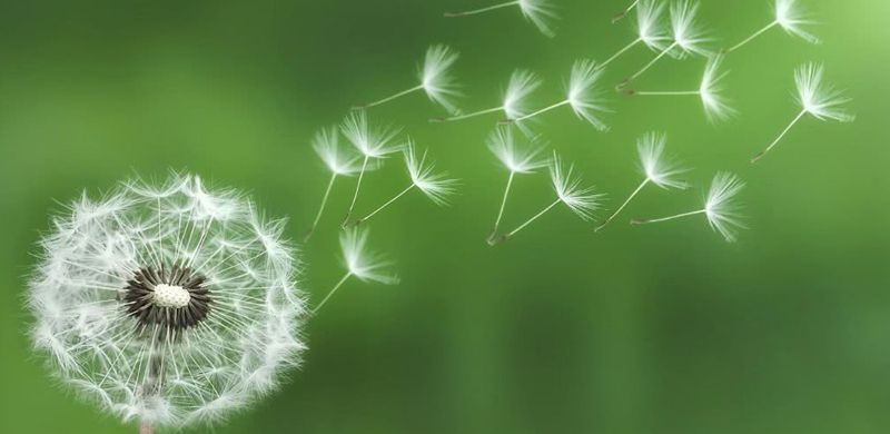 Bồ Công Anh Giải Độc Da: Bí Quyết Thanh Lọc Cơ Thể, Đánh Thức Làn Da Rạng Rỡ