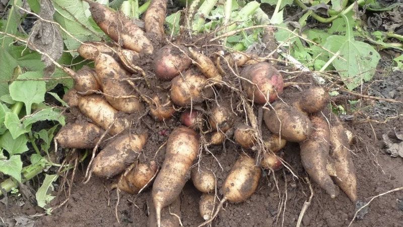 Công dụng nổi bật của rễ sâm đất với sức khỏe và làn da