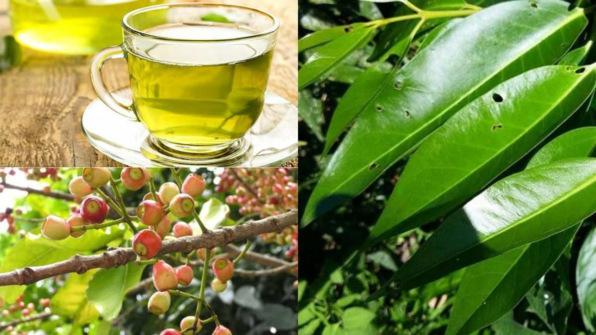 Lợi ích tiềm năng khi uống nước lá đúng cách